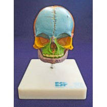 Didactic Foetal Skull on Stand