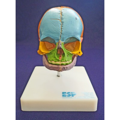 Didactic Foetal Skull on Stand