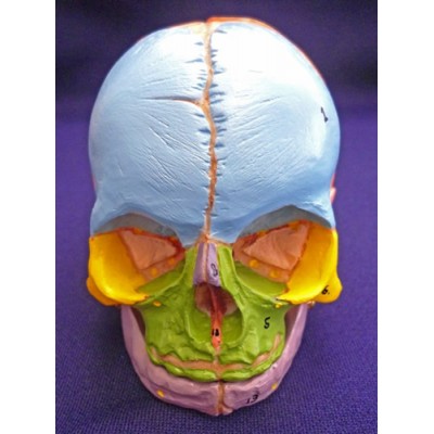 Didactic Foetal Skull with Cranial Nerve Exits