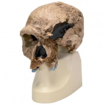 Skull Replica Steinheim Man