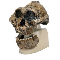 Skull Replica Olduvai Man