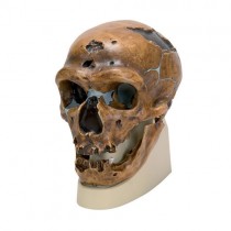 Skull Replica Neanderthal Man