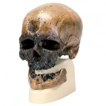 Skull Replica Cro-Magnon Man