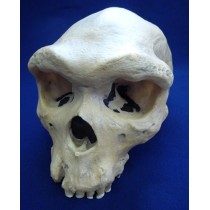 Skull Replica, Rhodesian Man