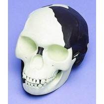 Skull Replica, Piltdown Man