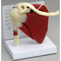 Muscled Shoulder - Budget Model