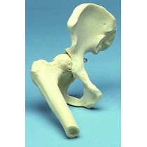Hip Joint Movable