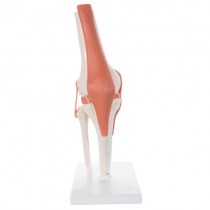 Knee Joint Flexible