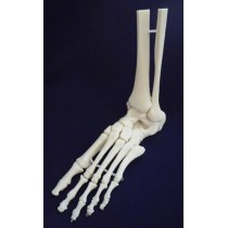Ankle Joint Movable