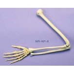 Arm Articulated
