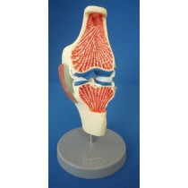 Synovial Joint on Stand