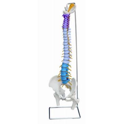 Didactic Flexible Spine