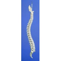 Flexible Spine, Medical