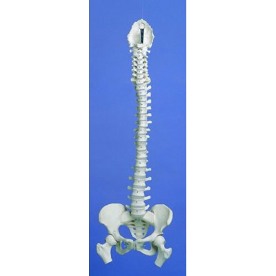 Flexible Spine, Medical, With Pelvis And Femur Ends