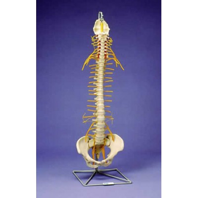 Flexible Spine, Medical, With Tilt And Torsion
