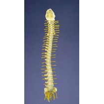 Flexible Spine, Medical, With Simple Nerves