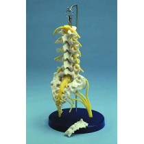 Flexible Lumbar Spine