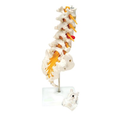 Lumbar Spine Model