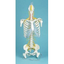Spine, Medical, With Rib Cage