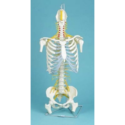 Spine, Medical, With Rib Cage