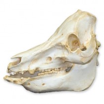 Domestic Pig Skull