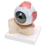Eye Model, 7 Parts