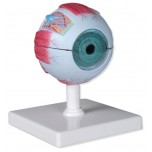Eye Model, 4x Life Size, 6-Part