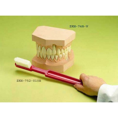 Upper and Lower Teeth Set with Giant Toothbrush