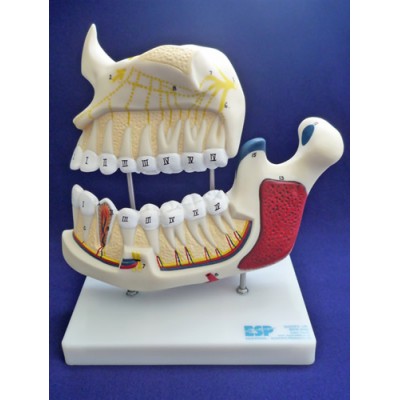 Upper and Lower Jaw Model
