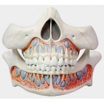Deciduous Teeth Model, Life Size