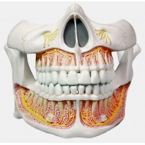Permanent Teeth Model, Life Size
