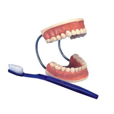 Tooth Care Model With Brush