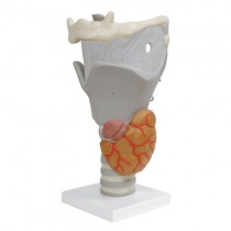 Functional Larynx