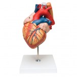 Heart with Oesophagus and Trachea, 2x life-size, 5 part