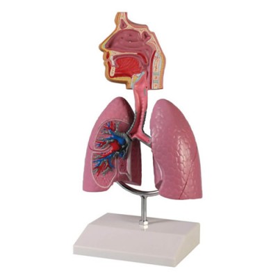 Respiratory System, 1/2 Life-Size