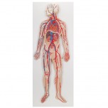 Circulatory System 1/2 Size
