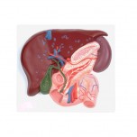 Liver, Pancreas & Duodenum