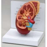 Kidney & Adrenal Section - Budget Model