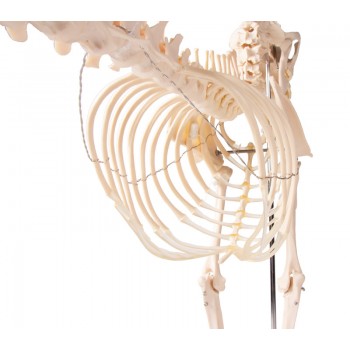 Dog Skeleton Life Size