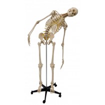 Skeleton, Flexible Spine with Nerves